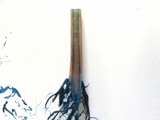茎の中の水の通り道（青い部分）